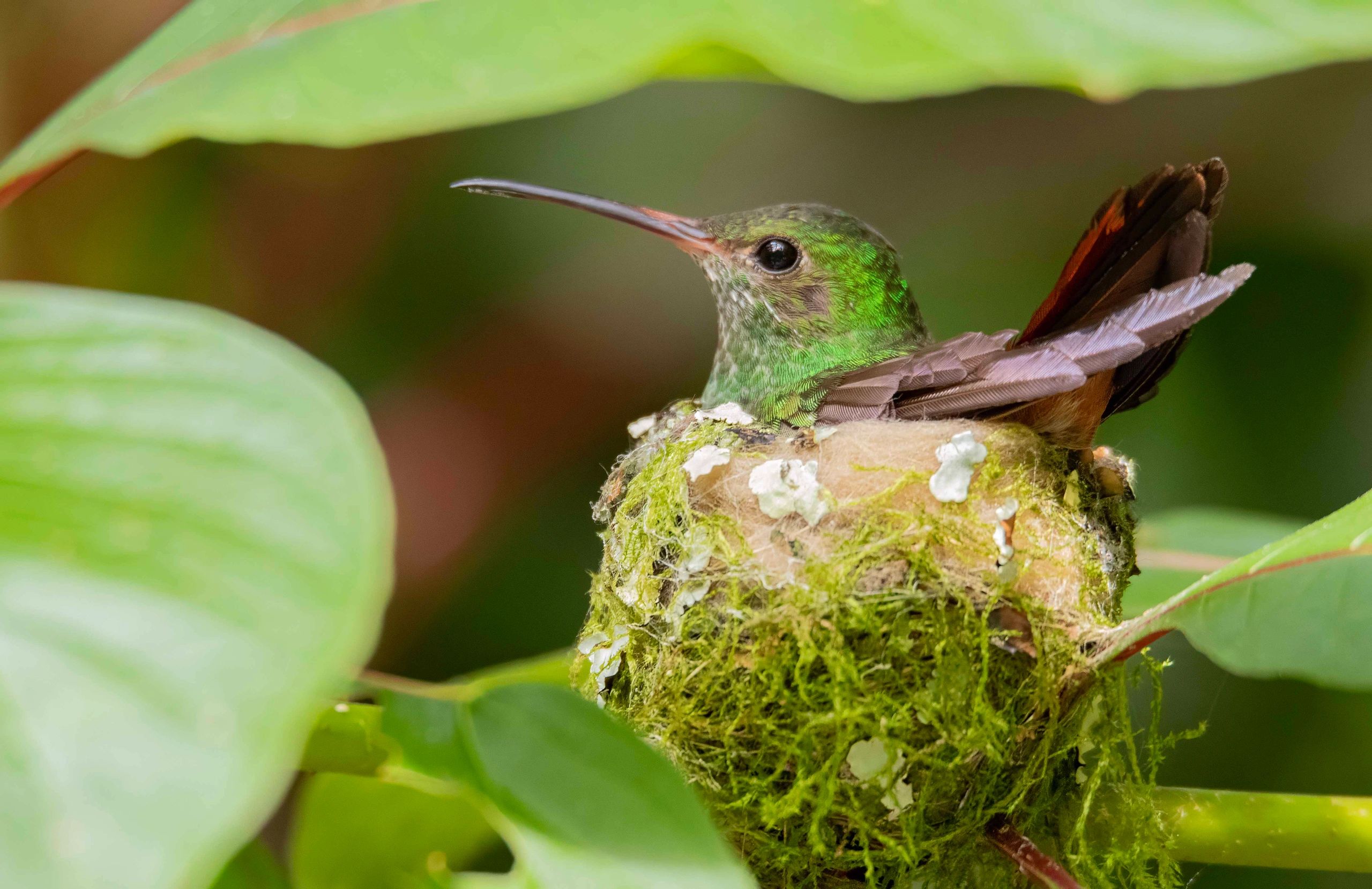Small hummingbird sitting on cup-shaped nest made from moss , lichen and spiderweb
#hummingbird
#nes