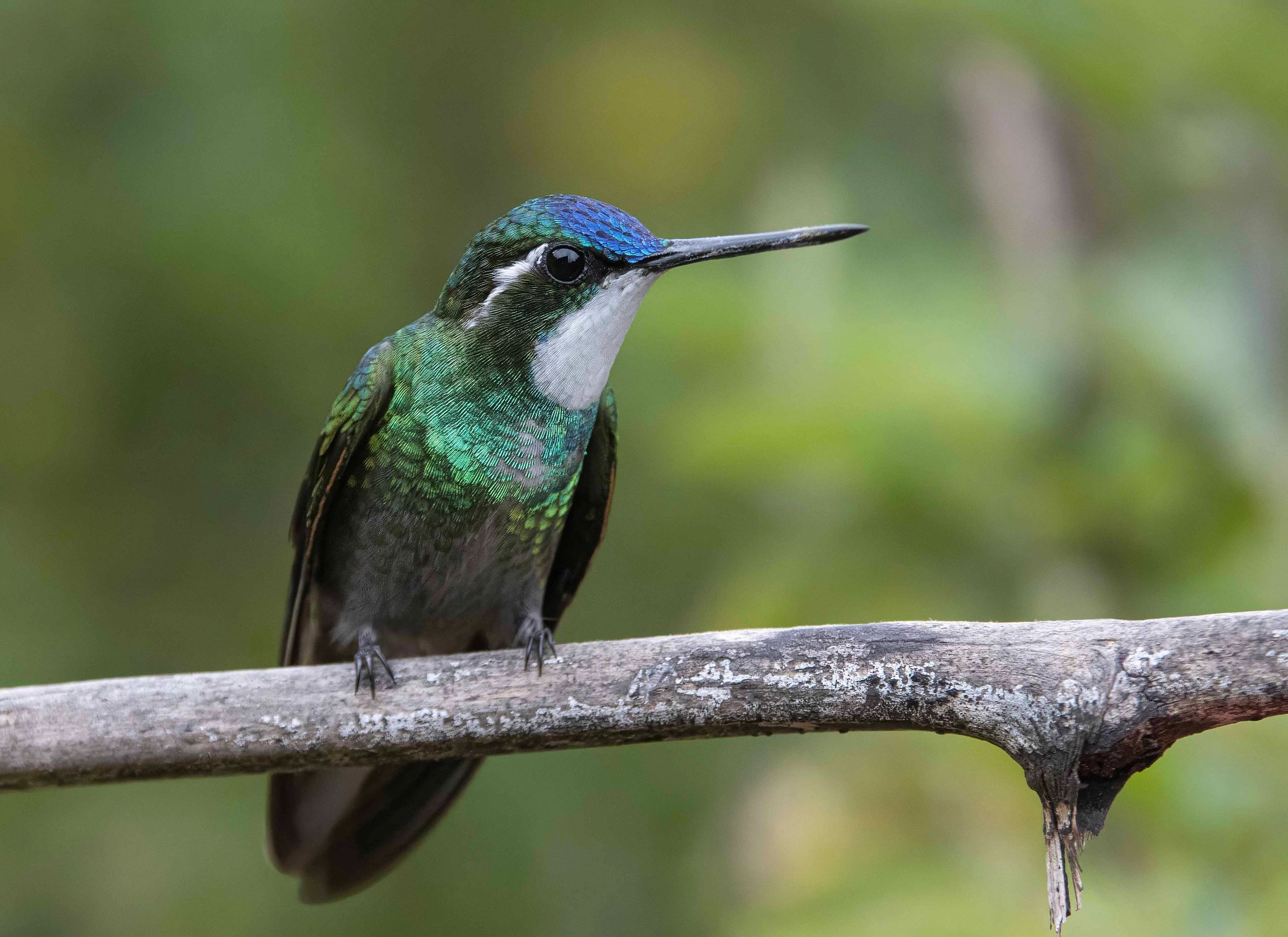 Small hummingbird sitting on branch. Green body. White Throat. Blue cap
#hummingbird
#white-throated