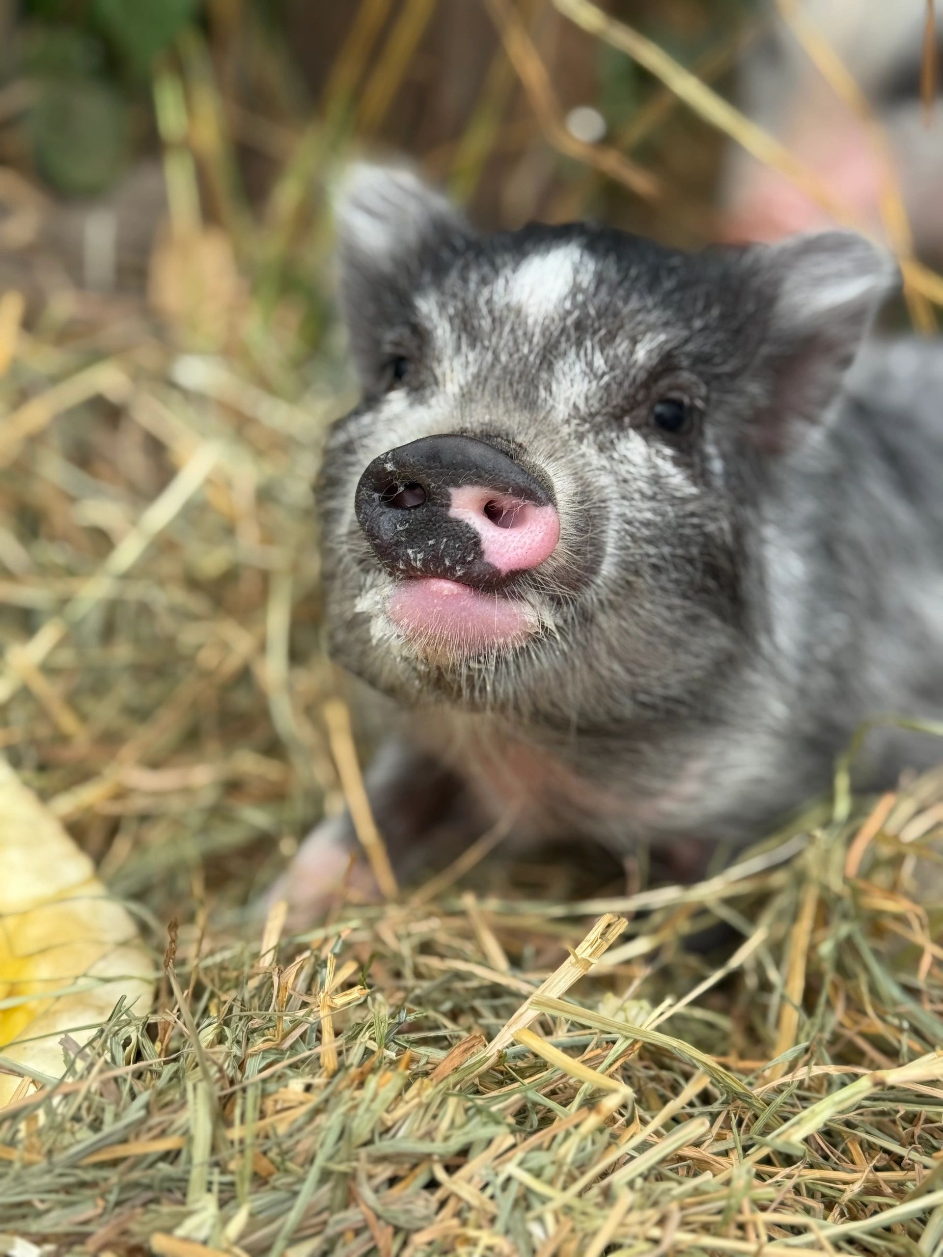 Support Pigs at Happy Hog Haven - Donate Today!