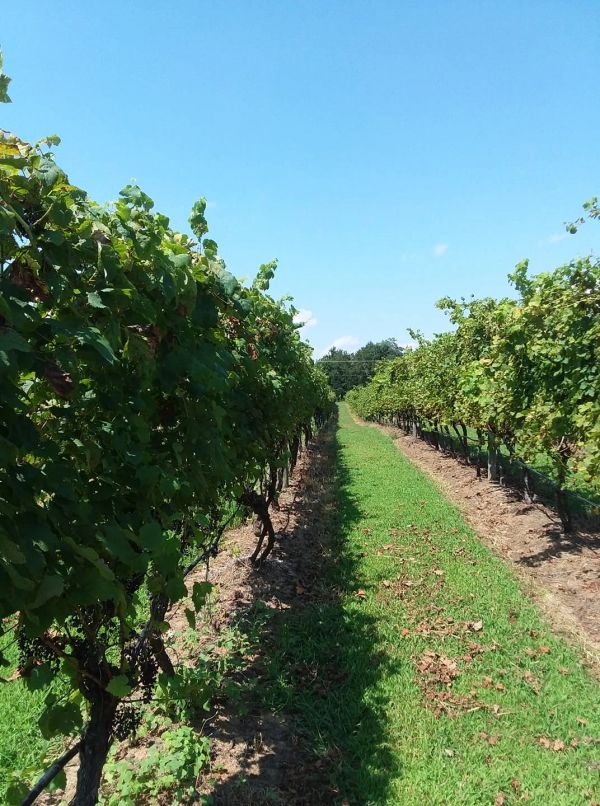 Photo Gallery | The Hague Winery