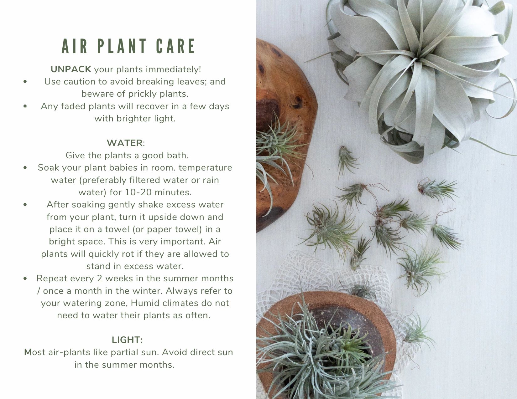 air plant care instructions 