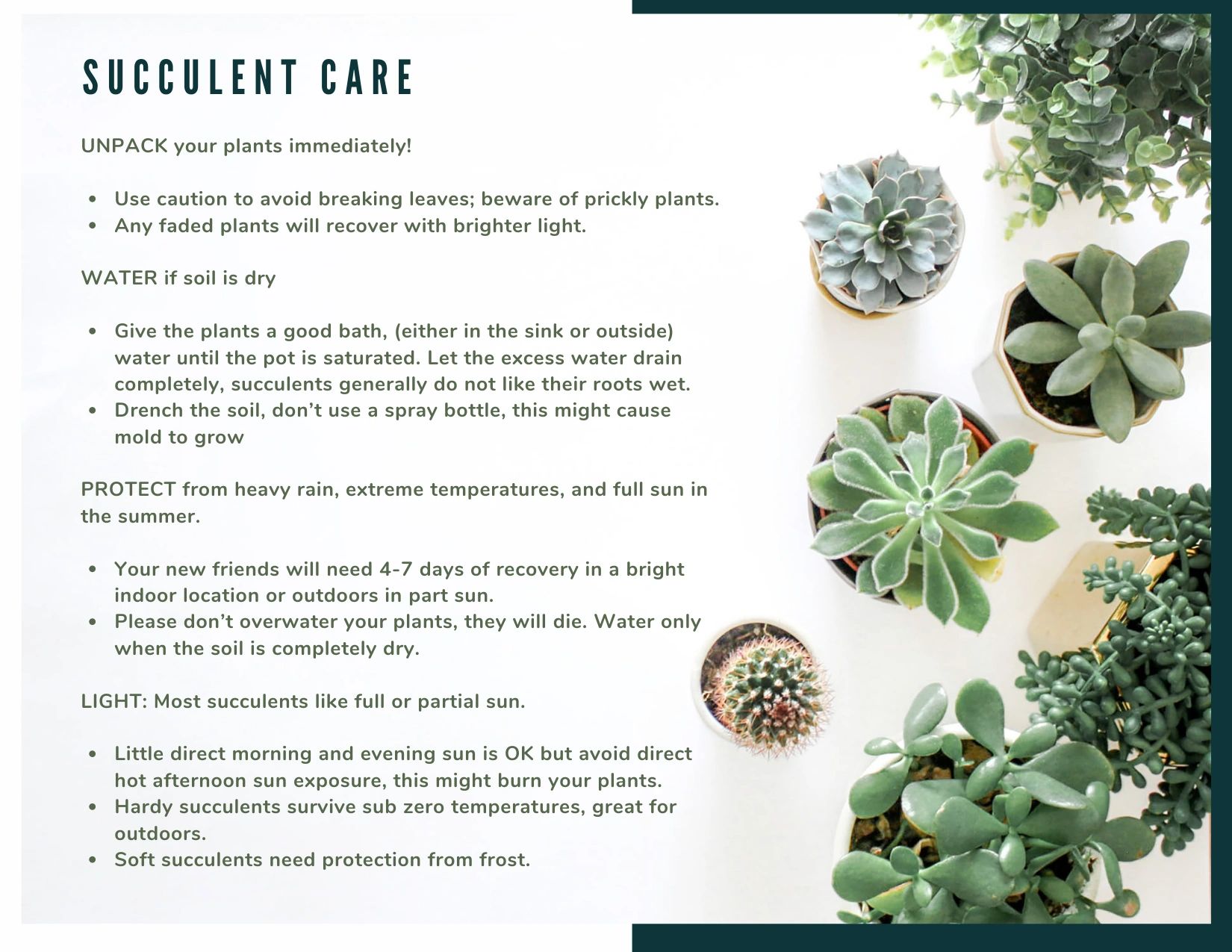 succulent care instructions