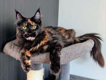 A tortoiseshell cat lounging on a gray cat tree platform.
