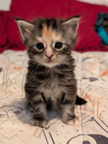 Adorable fluffy kitten sitting on a bed with colorful sheets.
