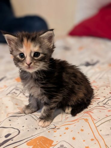 Adorable tricolor kitten sitting on a patterned bedspread.