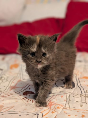 Adorable fluffy kitten walking on a patterned bedspread.