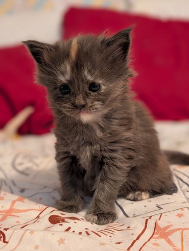 Fluffy gray kitten with a curious expression sits on a patterned blanket.
