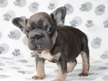 Adorable French Bulldog puppy standing on a paw-print blanket.