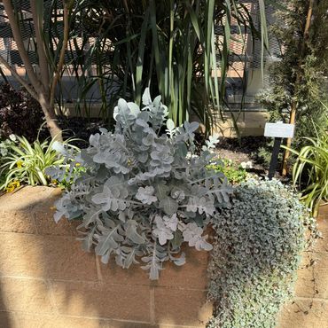 A garden scene with silvery plants cascading over a brick wall.
