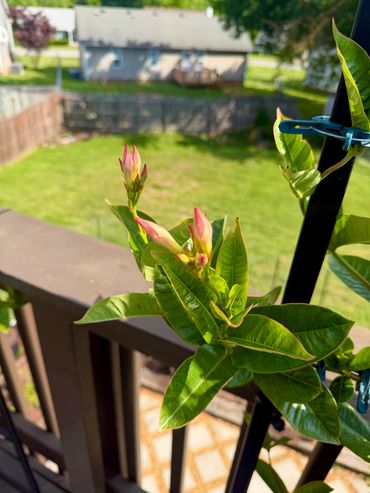 The Dwelling Place Living flower bud image