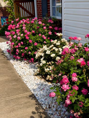 roses at The Dwelling Place Living 