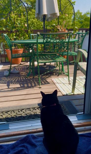 black kitty looking onto flowers on deck at The Dwelling Place Living 