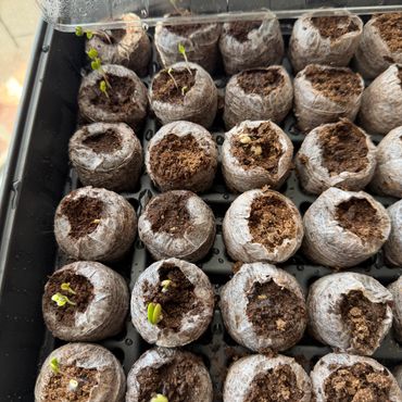 January garden prep- Seedlings growing 