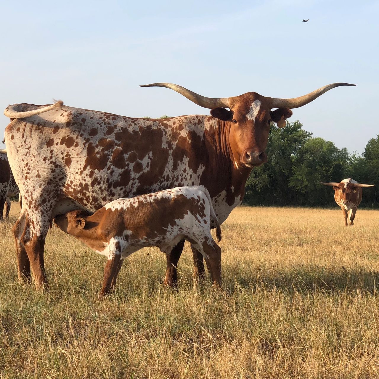 Confessions From Lovers Of Longhorn Cattle