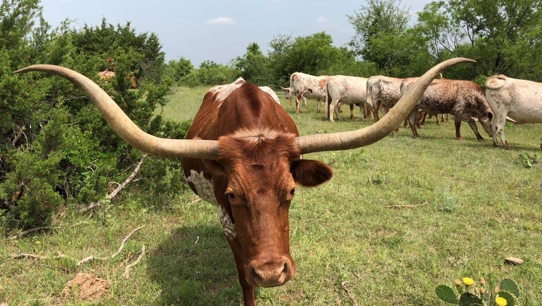 Blog - Living With Longhorns - GVR Longhorns at Green Valley Ranch ...