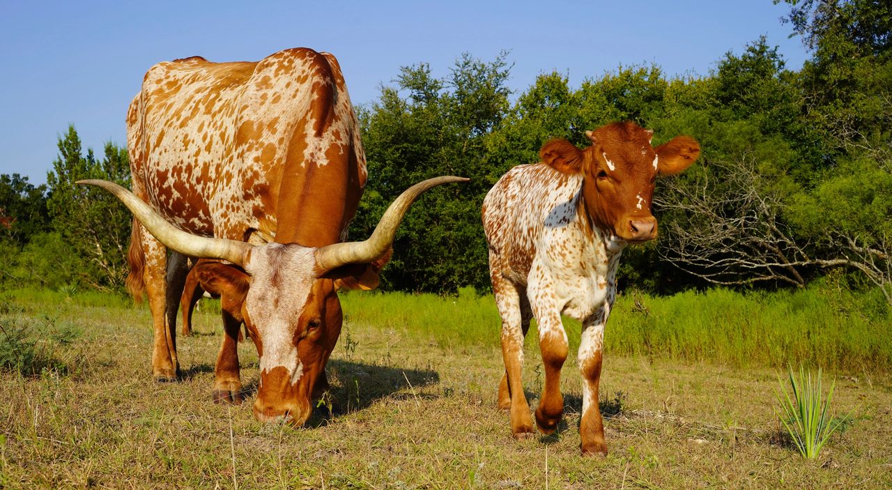 Confessions From Lovers Of Longhorn Cattle