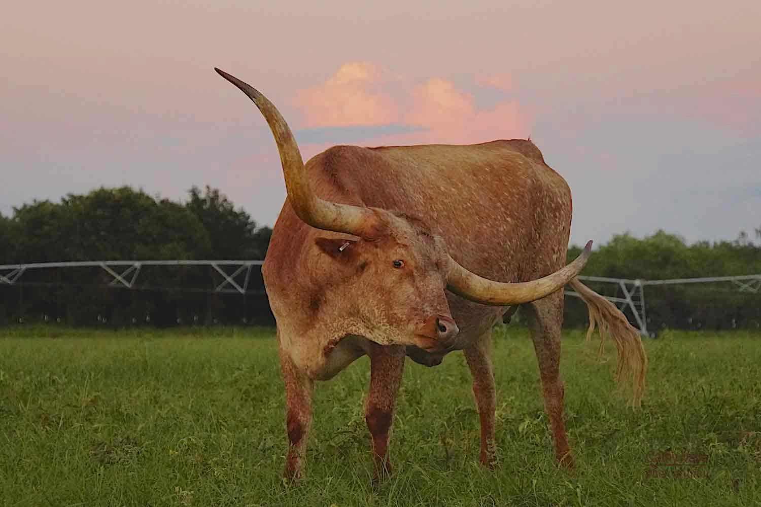 Texas longhorn cattle herd update!