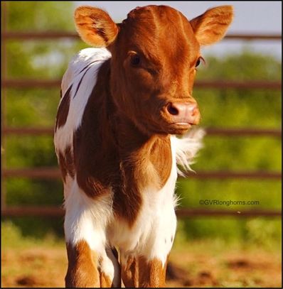 texas longhorn calves for sale in Texas, Gvr longhorns calf for sale, Texas longhorns