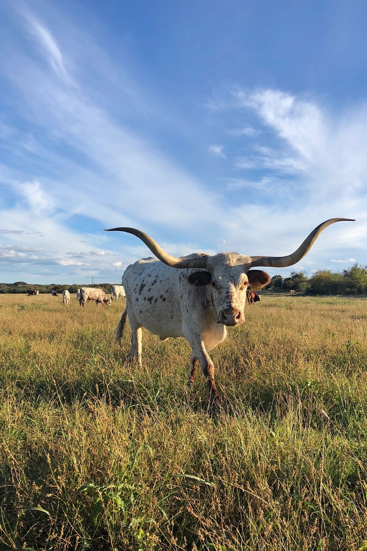 Can You Eat The Texas Longhorn Cattle You Raise