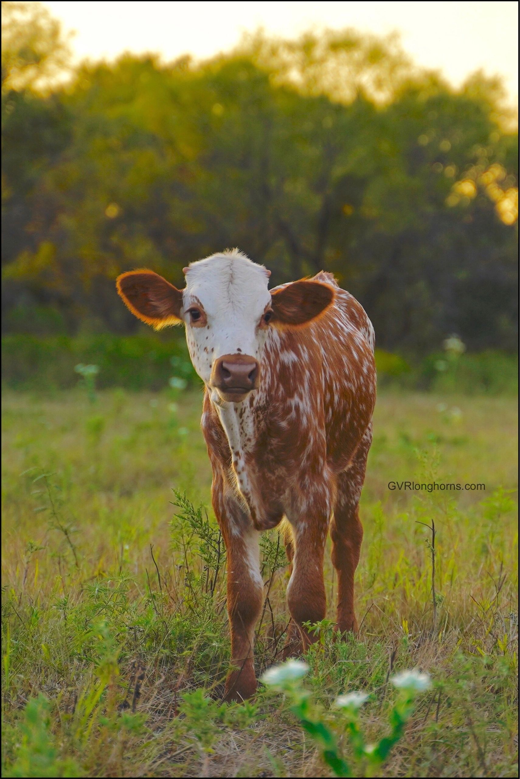 Can You Eat The Texas Longhorn Cattle You Raise