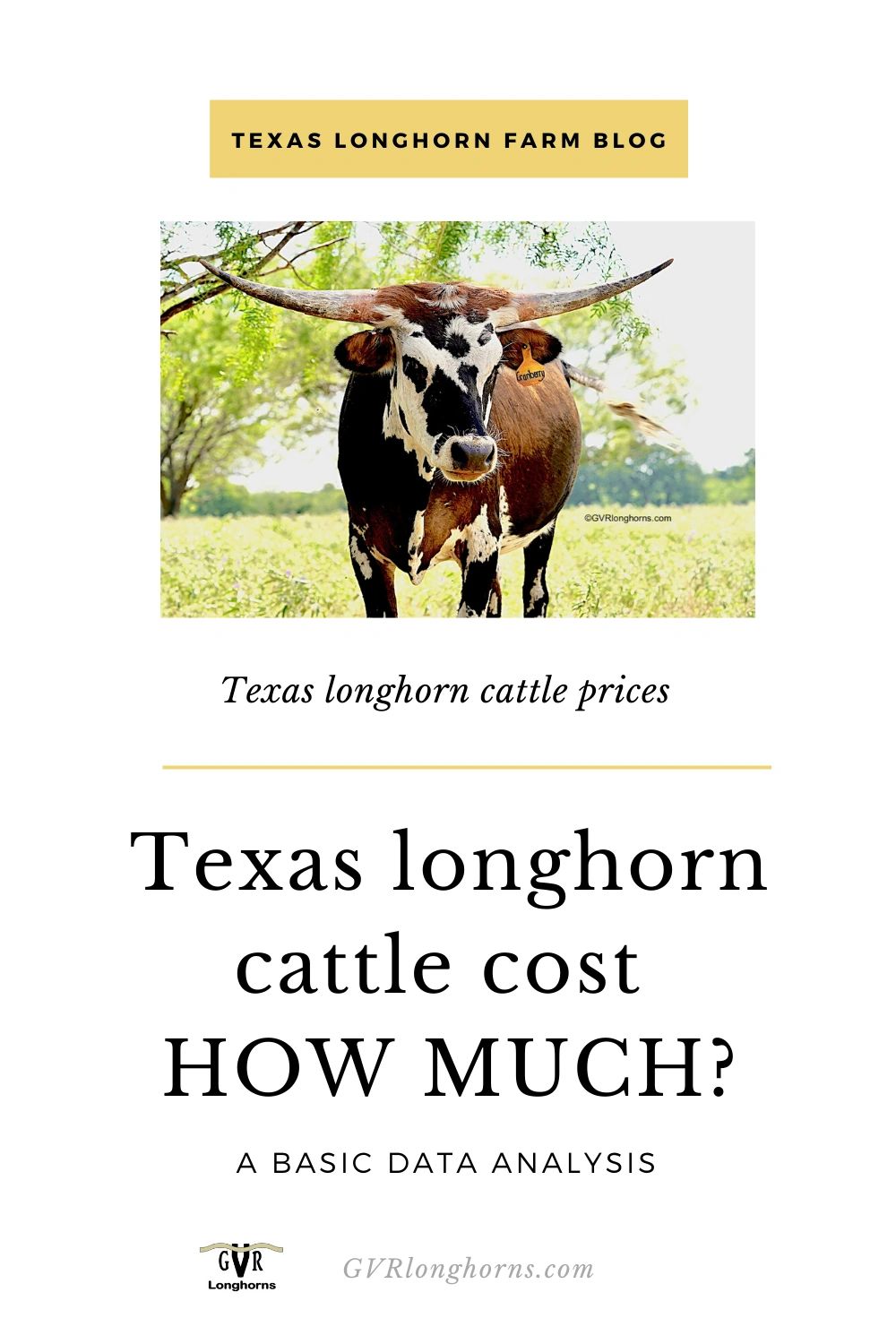 Texas Longhorn Cattle Cost How Much