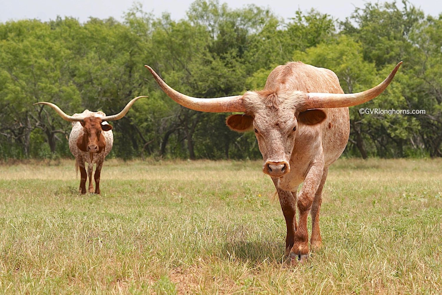 Texas Longhorn Horns Evolution Revolution