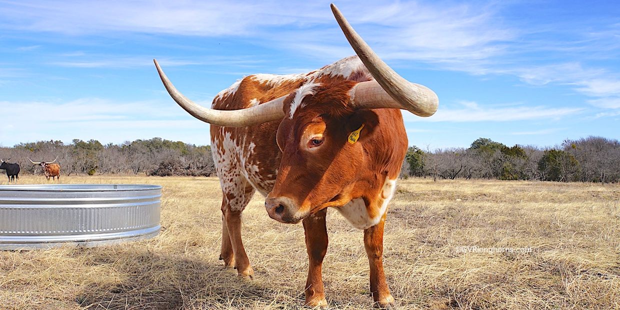 Texas Longhorns Gvr Longhorns Texas Longhorn Cattle