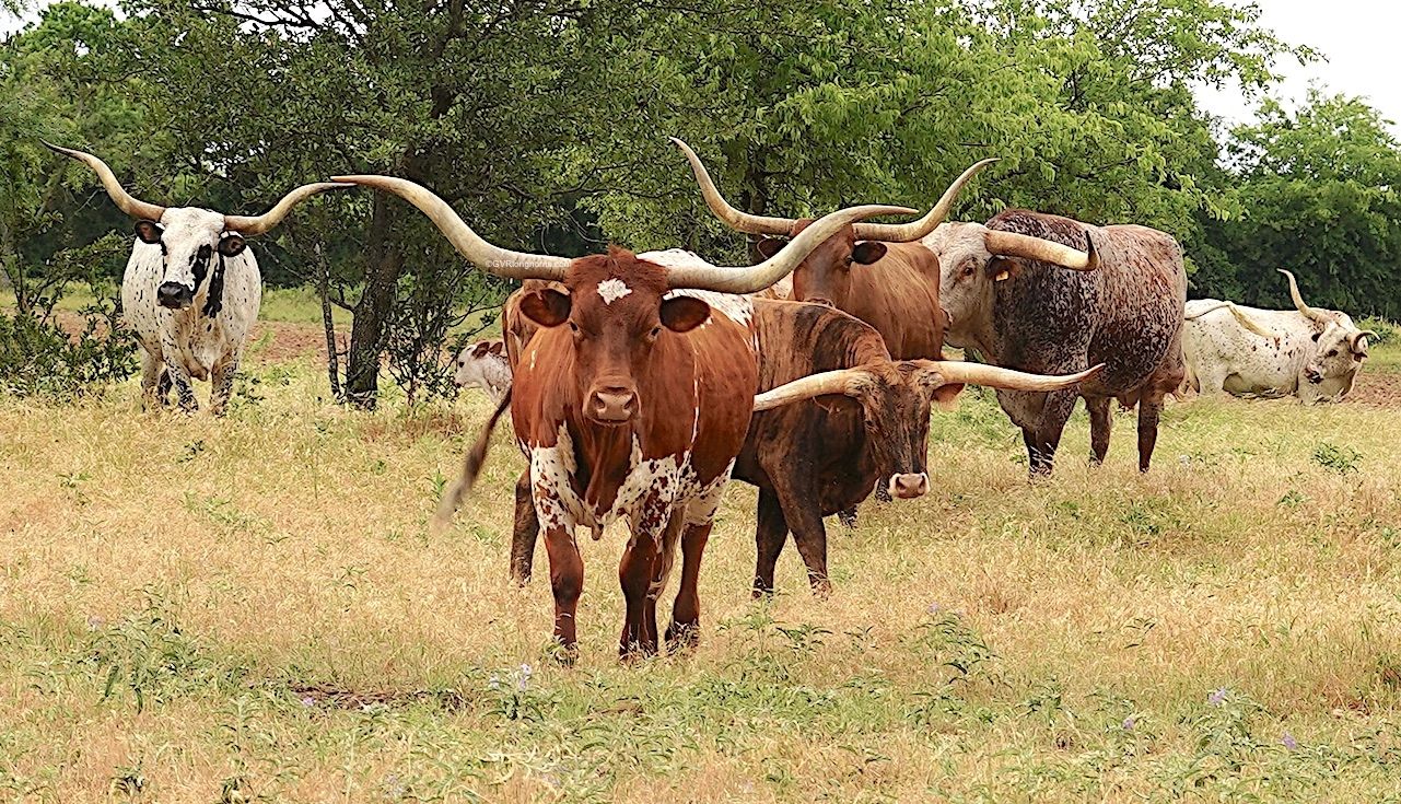 15 Awesome Reasons Why Ranchers Raise Texas Longhorn Cattle