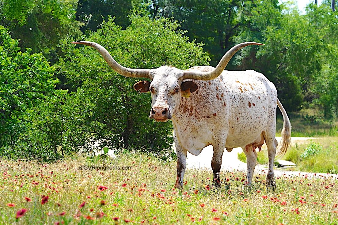 How to take care of longhorn cattle