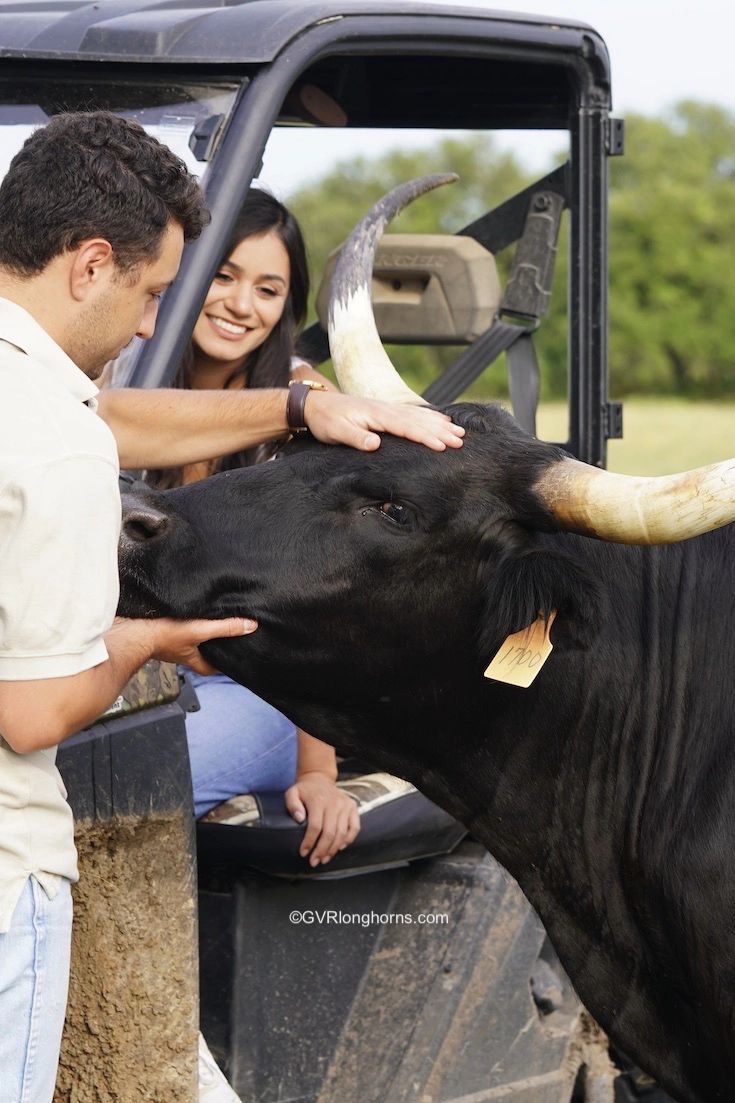 Are Texas Longhorn Cattle Dangerous