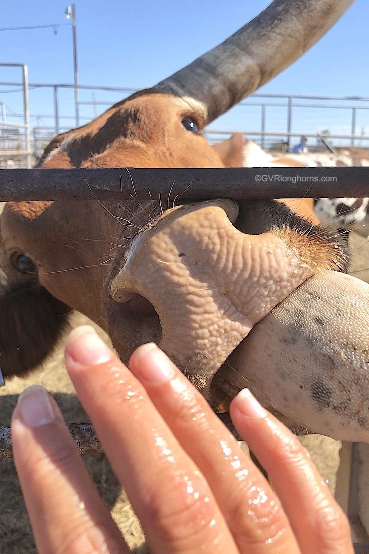 Are Texas Longhorn Cattle Dangerous