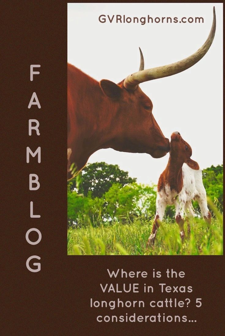 Where Is The Value In Texas Longhorn Cattle 5 Considerations