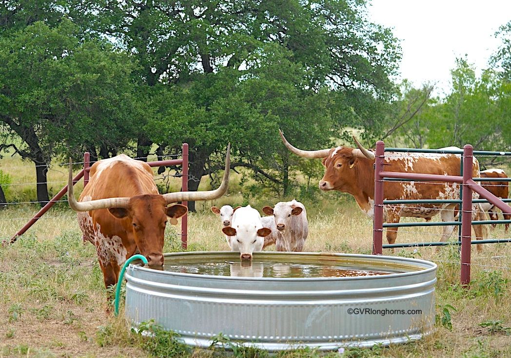 6 Tips Before You Bring Your Texas Longhorn Calf Home