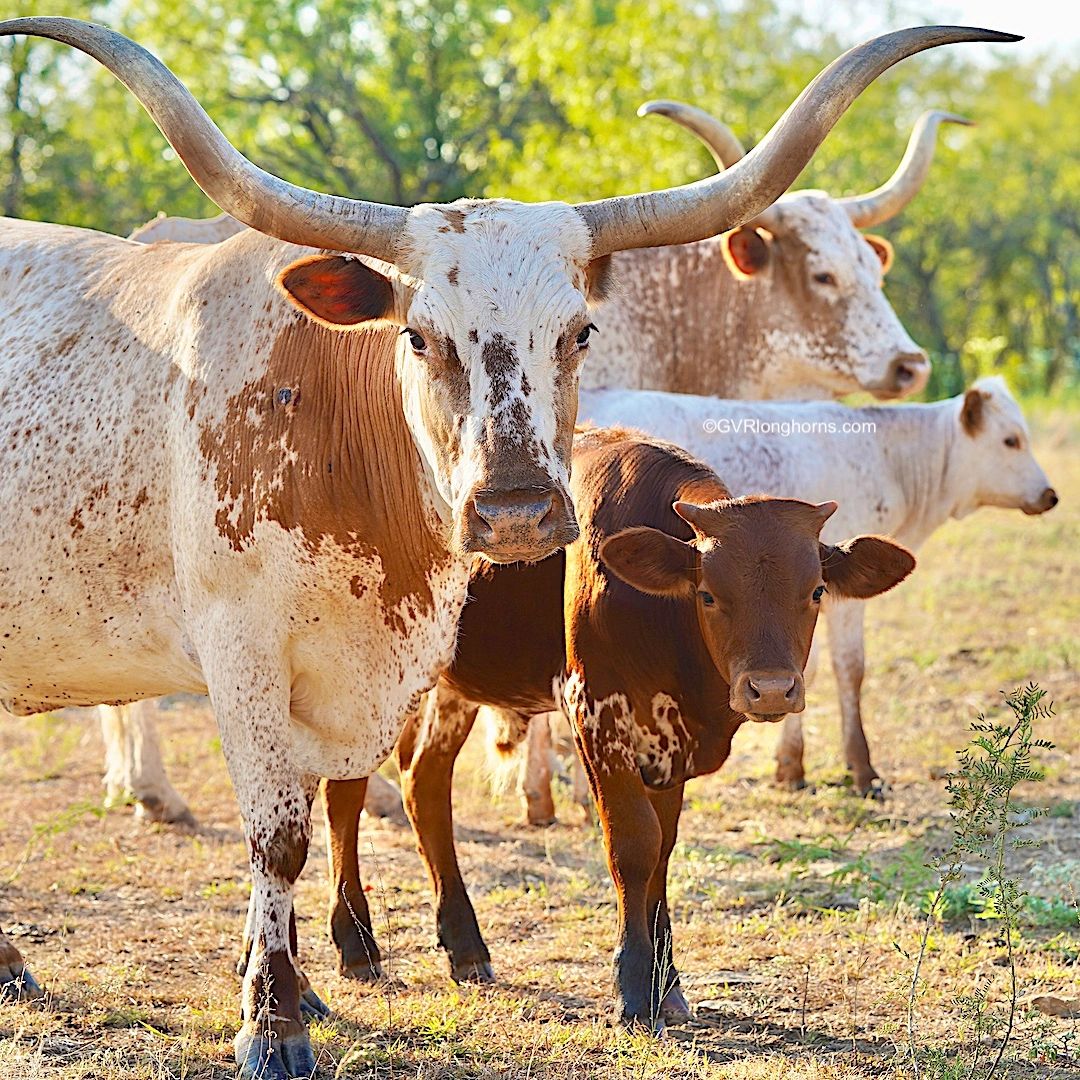 15 Awesome Reasons Why Ranchers Raise Texas Longhorn Cattle