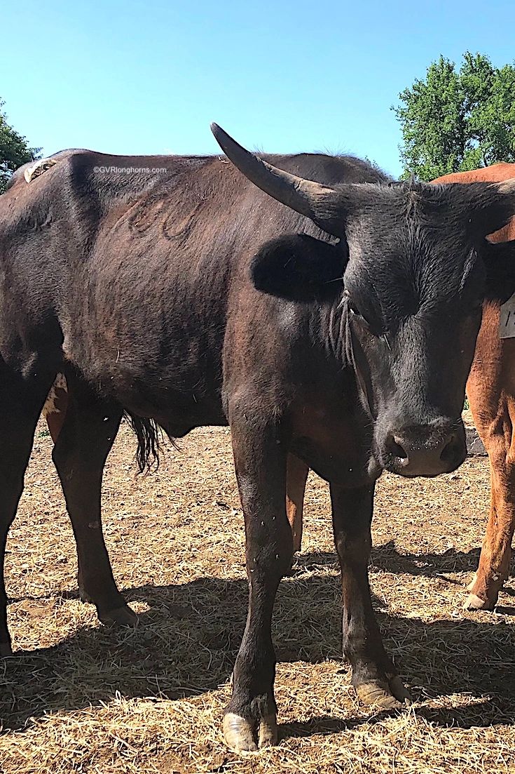 Are Texas Longhorn Cattle Dangerous