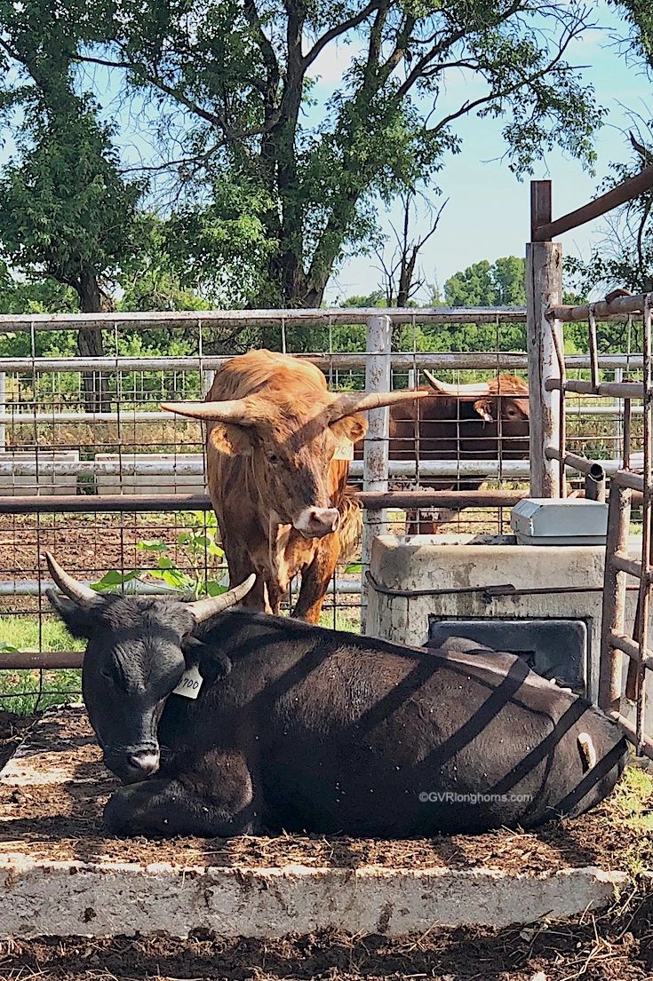 Are Texas Longhorn Cattle Dangerous