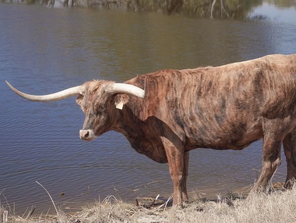 longhorn cow for sale in dublin texas