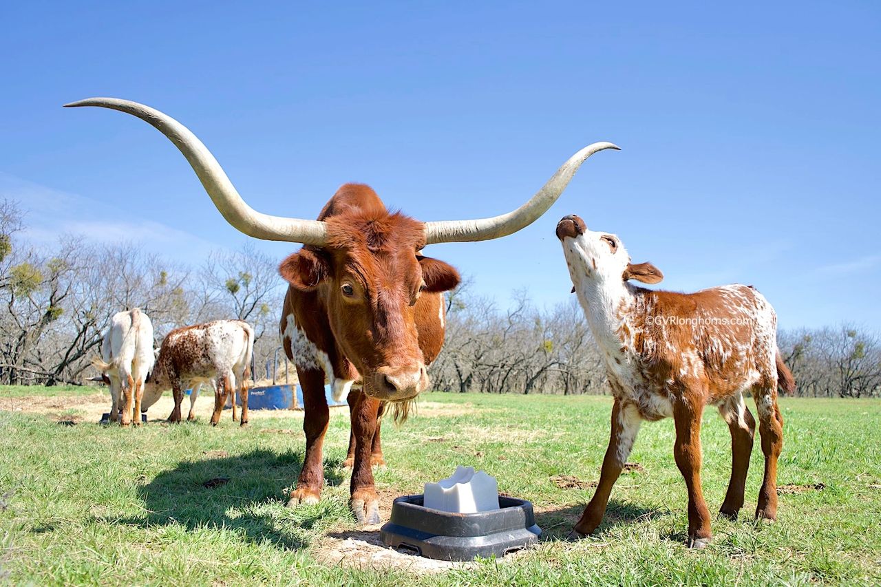 Texas Longhorn Horns Evolution Revolution