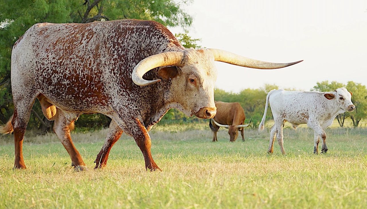 15 Awesome Reasons Why Ranchers Raise Texas Longhorn Cattle