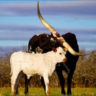 texas longhorn cow, longhorn cow, longhorn, tlbaa, gvr longhorns, gvrlonghorns, longhorns for sale
