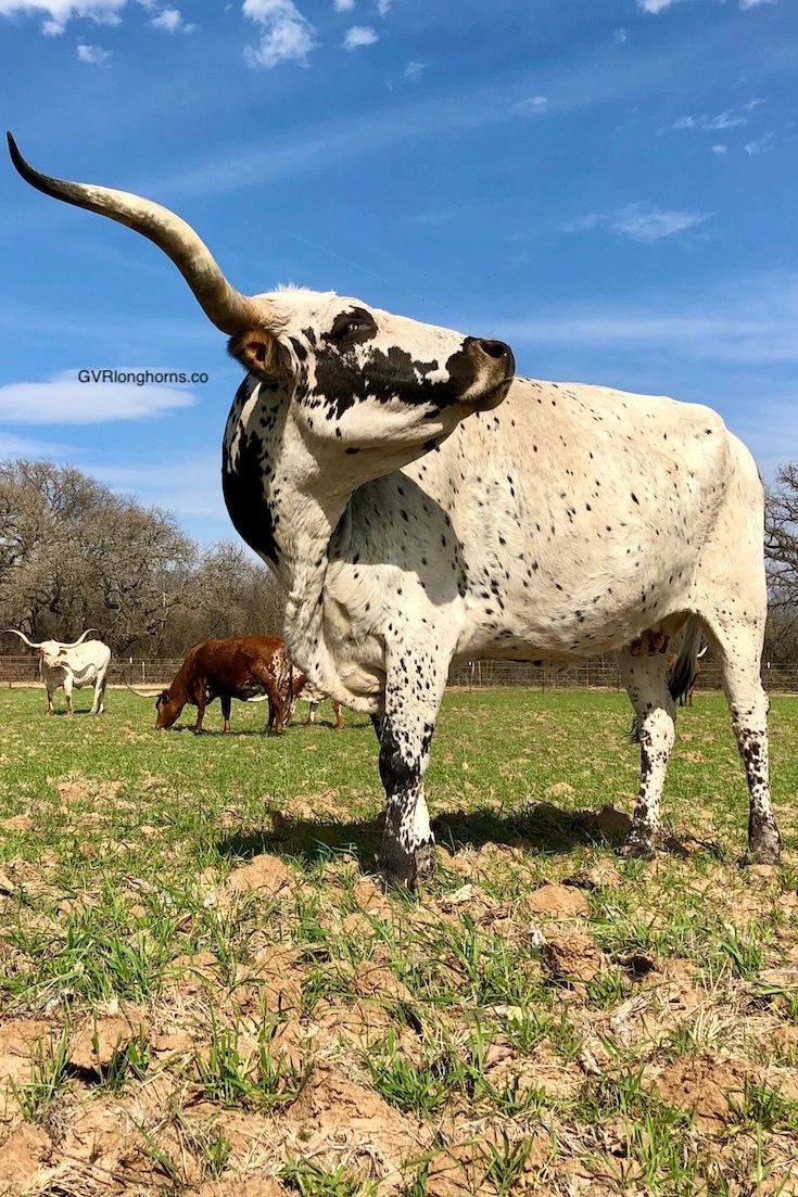 Where Is The Value In Texas Longhorn Cattle 5 Considerations