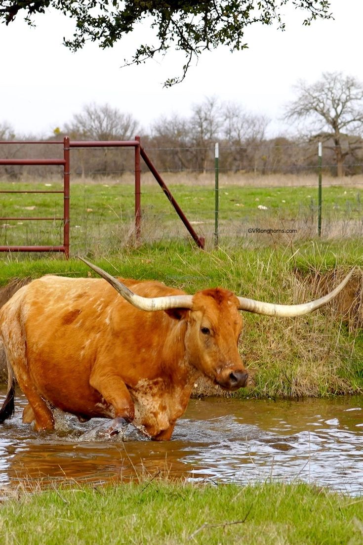 Where Is The Value In Texas Longhorn Cattle 5 Considerations