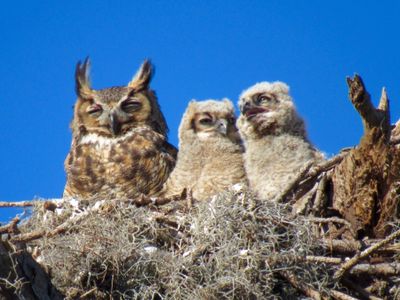 Great horned owl with offspring.  Location:  Boyd Hill Nature Preserve 
