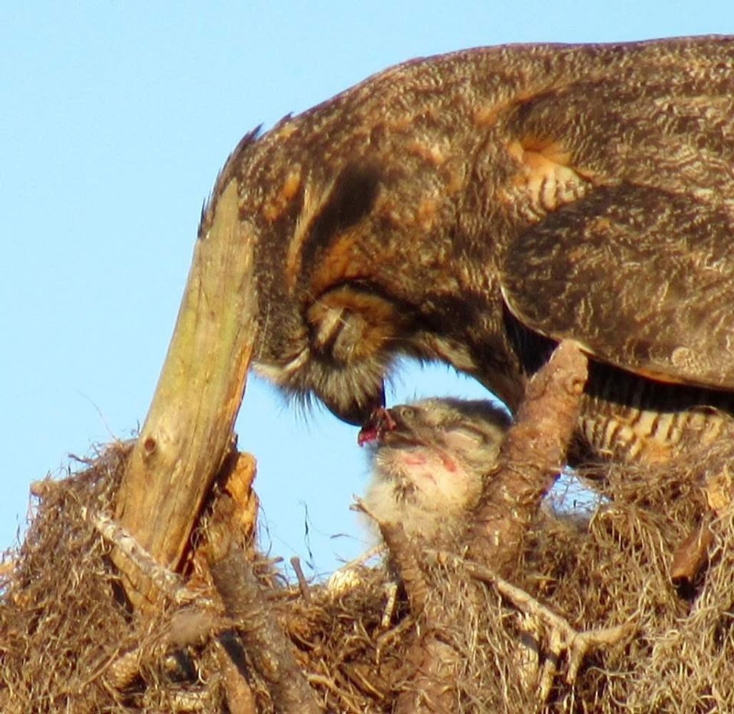 Great horned owl feeding its young.  Location:  Boyd Hill Nature Preserve