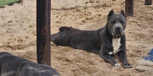Two large dogs resting on sandy ground under a wooden structure.