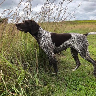 German Shorthair Pointer Versatile Champion NAVHDA