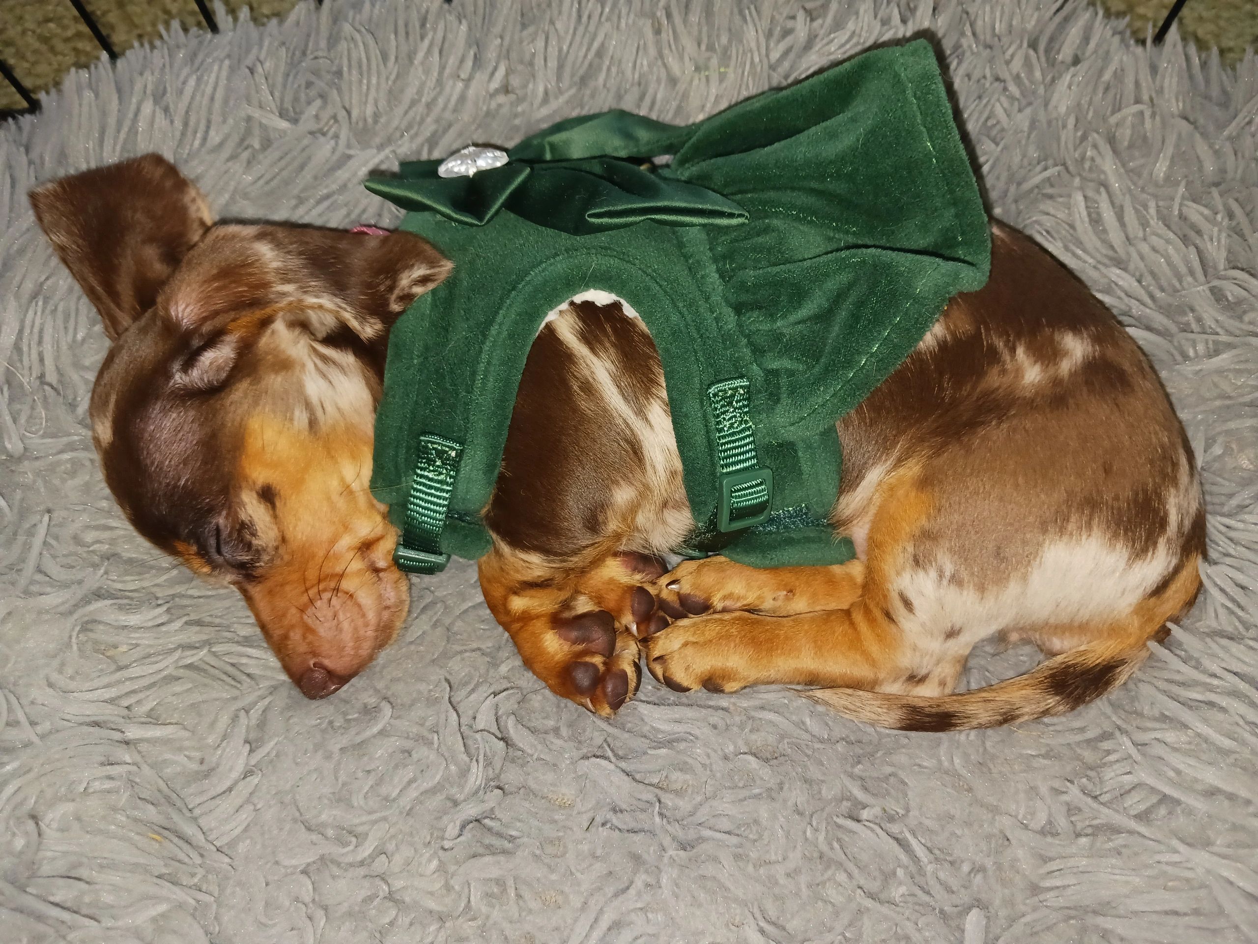 County Line Kennels Mini Dachshunds