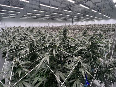 Flowering marijuana plants in large scale flowering room.