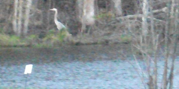 Our pond wildlife.