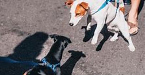 Two dogs meet on a street while their owners hold their leashes.
